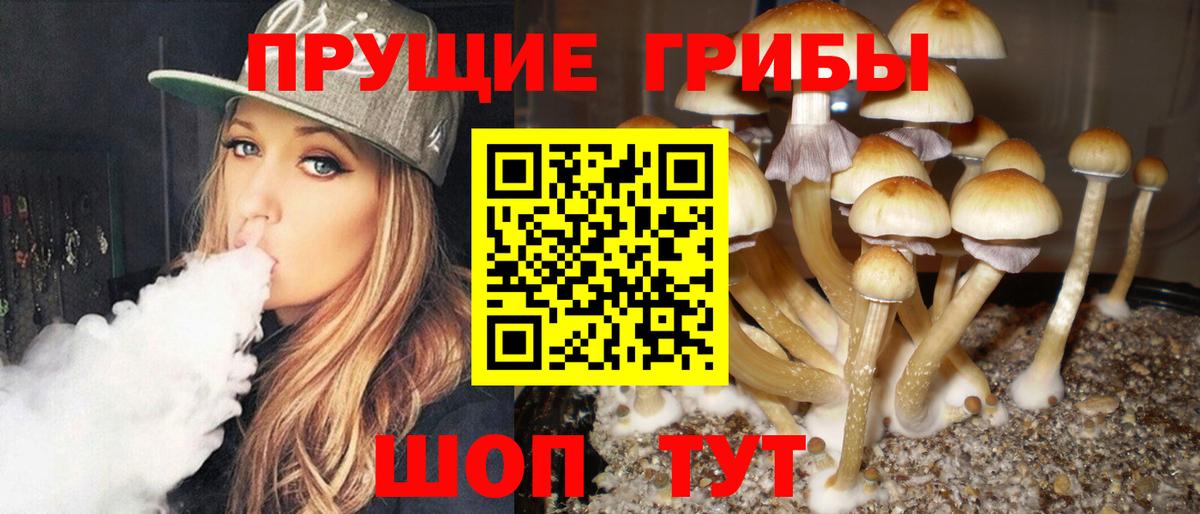 Сальск  Псилоцибиновые грибы Cubensis  Вход с VPN 